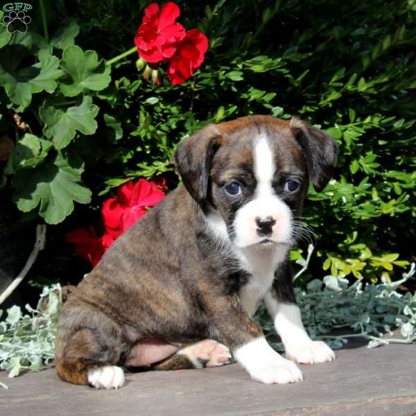 Patty, Boston Terrier Mix Puppy